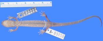 Media type: image; Herpetology A-89458